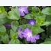 How to Grow Periwinkle (Vinca)