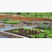 Vegetable Garden for Beginners!