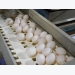EU layer breeders adapting hens for cage free conditions