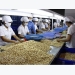U.S. increases cashew imports from Vietnam due to low prices