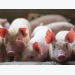 6 basic feed ingredients in antibiotic-free piglet diets