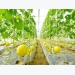 Farmers grow more honeydew melons by irrigation drip method