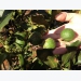 Farmers warned: Don’t go nuts over macadamia