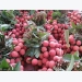 200 tons of Vietnam's lychees find way to Thailand