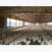 Organic trace minerals aid in optimizing poultry performance