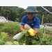 Xam Khoe commune opens a new way from super sweet honeydew melons