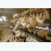 5 questions about cage-free hen health, welfare
