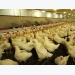 Designing poultry nutrition programs to optimize profitability