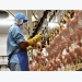 Việt Nam poultry, animal products exports increase