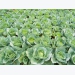 Keeping cabbages clear of pests and diseases