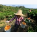 Success for emerging citrus farmers