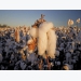 Cotton gains ground with up-to-date harvesting tech