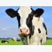 Project targets heat-stressed dairy cows