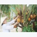 Profit reaches hundreds of million VND per year thanks to coconut cultivation