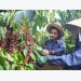Việt Nam to manage coffee quality through new database