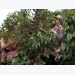 Domestic coffee prices bounce back