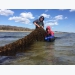 How sugar kelp is sweetening the deal for Long Island's oyster growers