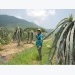 Fruit farmers strike it rich in northern Vietnam