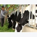 Niche market opens up fresh opportunities for dairy industry