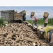 Sliced cassava exports increase sharply