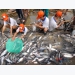 Pangasius exports to China is expected to recover in May-June