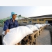 Philippine pivot does not impact on Vietnamese rice export