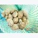 Turgid venus shell allowed to enter China through direct export
