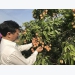 If the output of Chinese lychee increases by more than 11%, should Vietnamese lychee