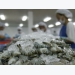 Cà Mau: Companies purchasing shrimp materials for stockpiles are prefered