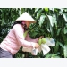 Đồng Tháp grants code for 133 fruit-growing areas for export