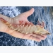 Prices of sea crab, black tiger shrimp in the west are sharply increase