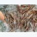 Paradox in shrimp exports: market needs small sized shrimp while companies demand