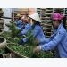 Positive outlook ahead for tea exports in second quarter