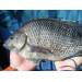 Why Brazil is emerging as a global tilapia farming contender