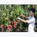 Lychee growers in Luc Ngan boast many creative ways