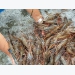 Forcast Q2/ 2021, shrimp exports will increase by 20%.