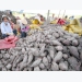Export to China struggles, Dong Thap redirect sweet potatoes to domestic consumption