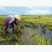 Nhiều tỉnh ở Đồng Bằng Sông Cửu Long thiệt hại nặng do mưa dông