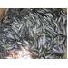 Nước lên, ĐBSCL được mùa thu hoạch đặc sản cá linh non