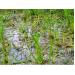 250ha lúa ở Quảng Bình bị chuột phá hoại