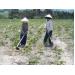Krông Pa (Gia Lai) có hàng ngàn ha mì bị thiệt hại