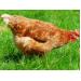 Kỹ thuật và Quy trình chăm sóc nuôi gà H'Mông thương phẩm - Phần 4