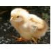 Kỹ thuật và Quy trình chăm sóc nuôi gà H'Mông thương phẩm - Phần 6