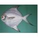 Mô hình nuôi cá chim trắng ở Bắc Giang - Phần 2