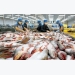 Fish exports insignificantly affected by U.S.’s new rule