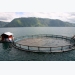 Can Aquaculture Save the World?