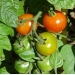 Fertilizing Tomatoes: Tips For Using Tomato Plant Fertilizer