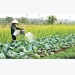 Agricultural sector strives to attain growth target