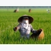 DAP fertiliser prices rise sharply