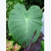 Are Elephant Ear Plants Poisonous?